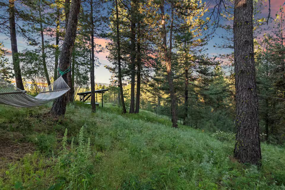 Forest and hammock view of the property grounds among towering pines