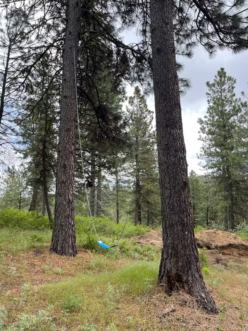 Giant blue swing hanging among the pine trees on the property