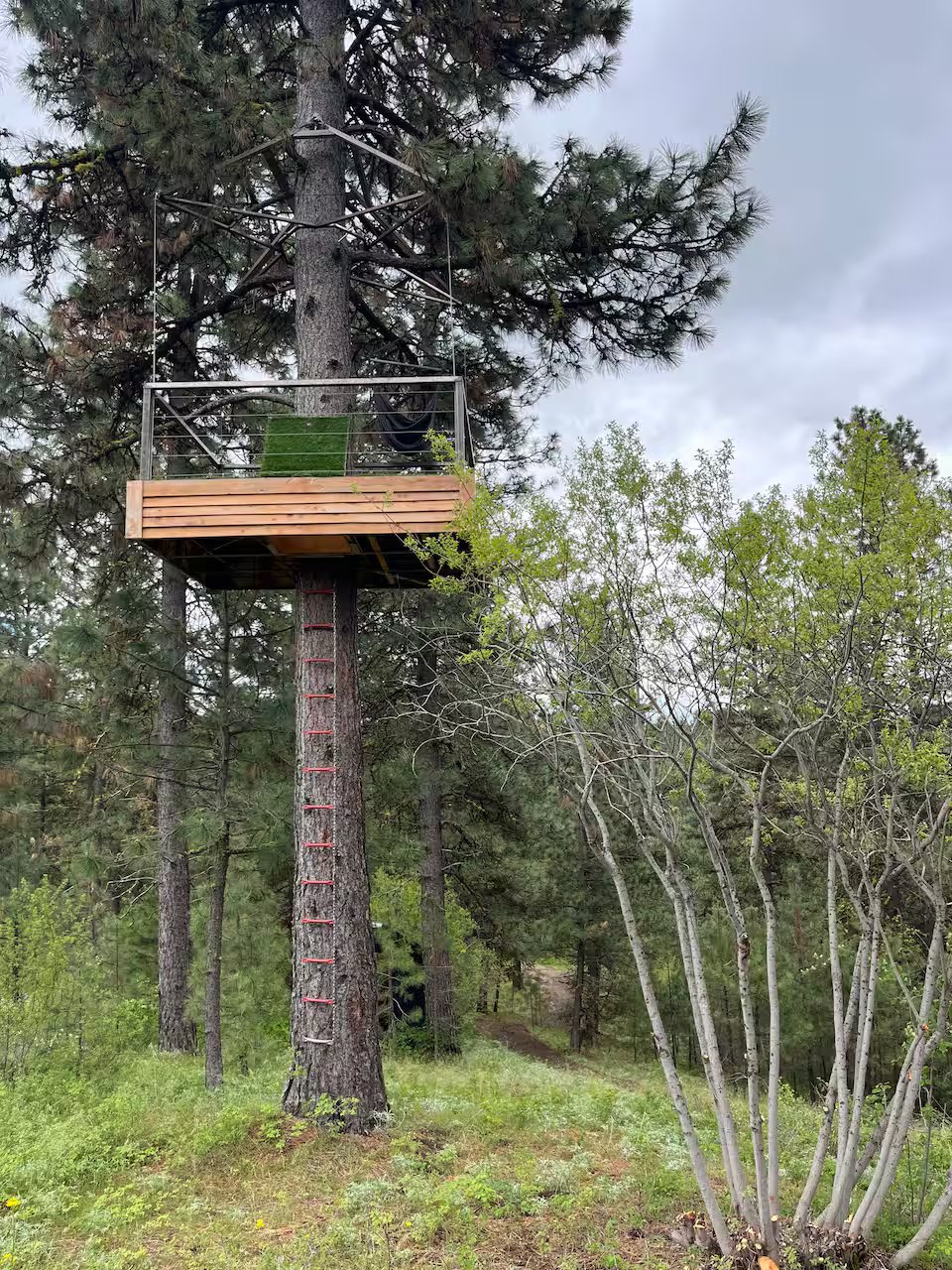 The lookout treehouse platform built on a tree for panoramic forest views