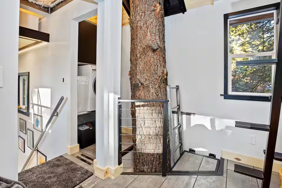 Mondo Pondo tree trunk growing through the interior with ladder to upper bedroom